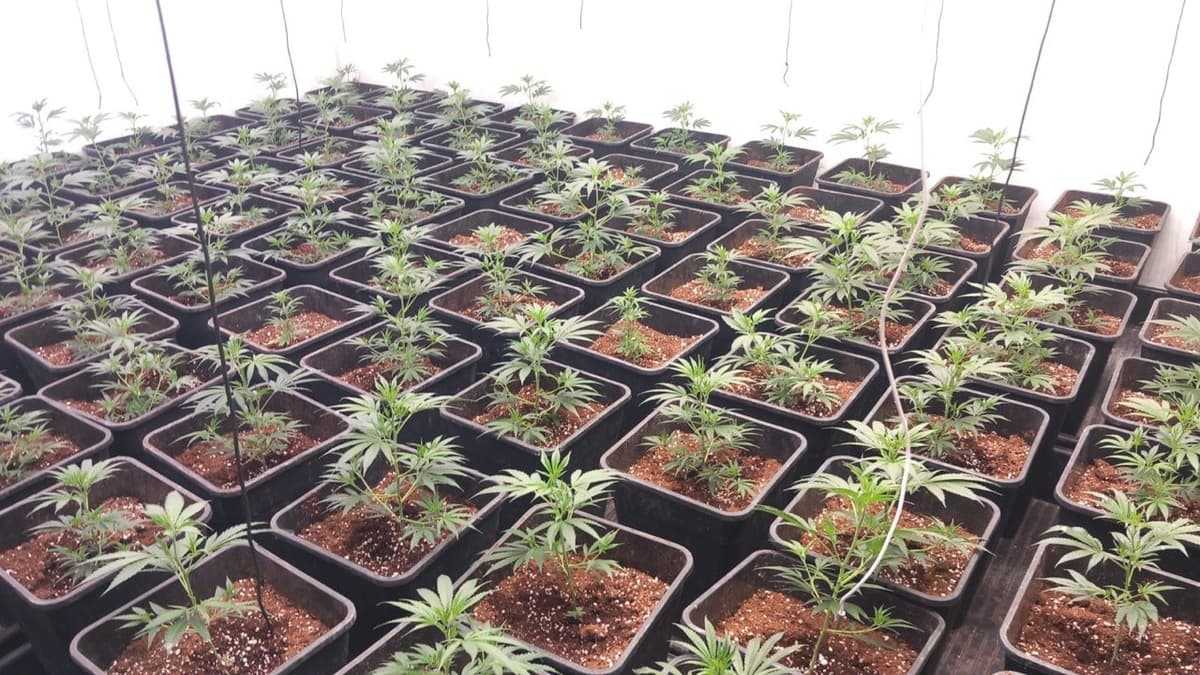 Atrapan a un grupo de narcotraficantes involucrados en un tiroteo en las afueras de Barcelona.