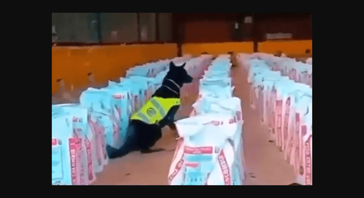 Colombia reporta la mayor confiscación de cocaína en la última década.