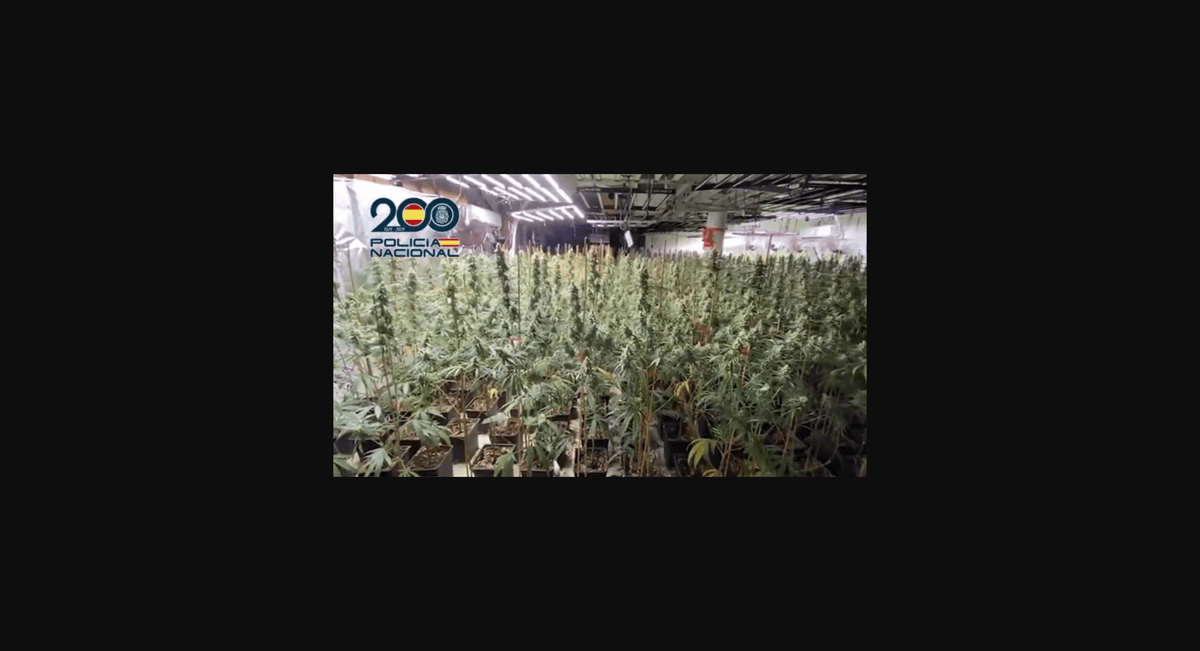Hallan una extensa plantación de cannabis en Maçanet de la Selva