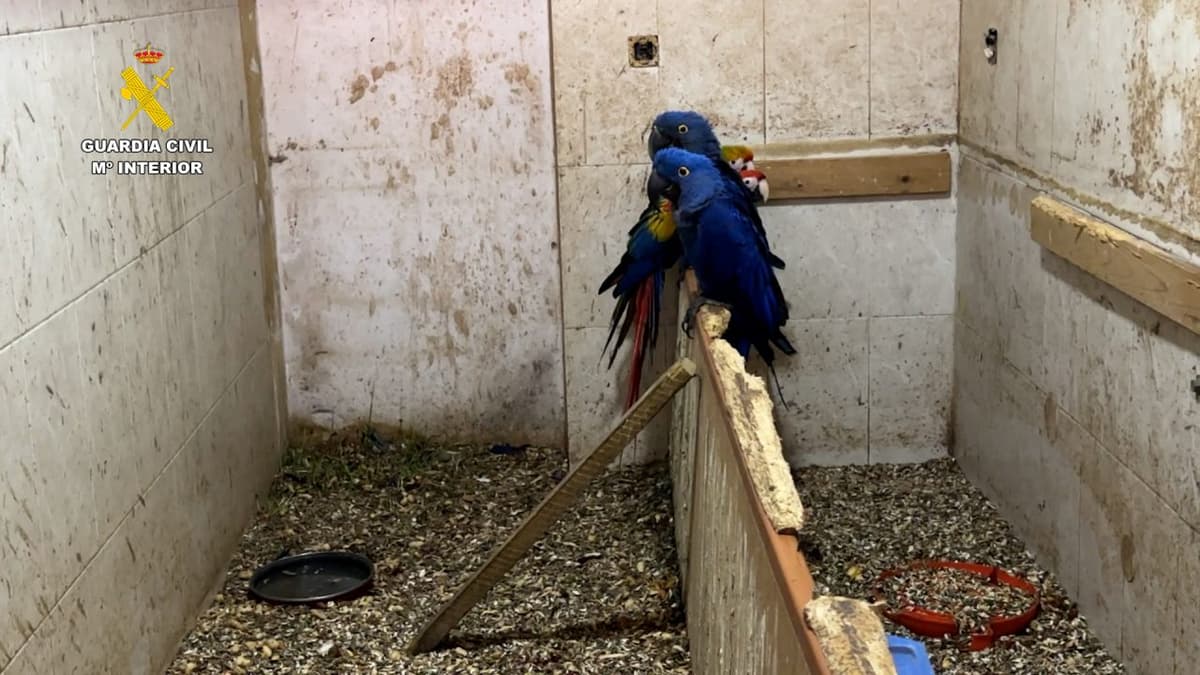 Confiscan 500 ejemplares de especies en peligro en una casa de Cádiz