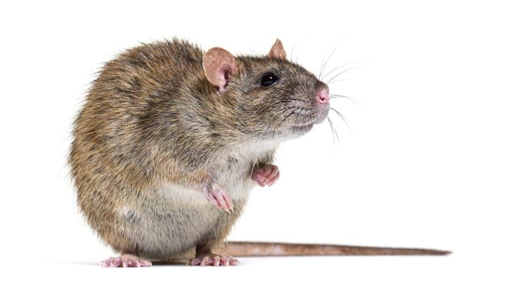 GPTs maliciosos convierten a ChatGPT en señuelo para entregar RATs.