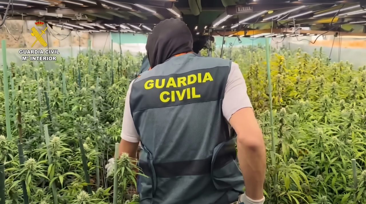 3.000 plantas de cannabis escondidas en chalets de Madrid y Guadalajara