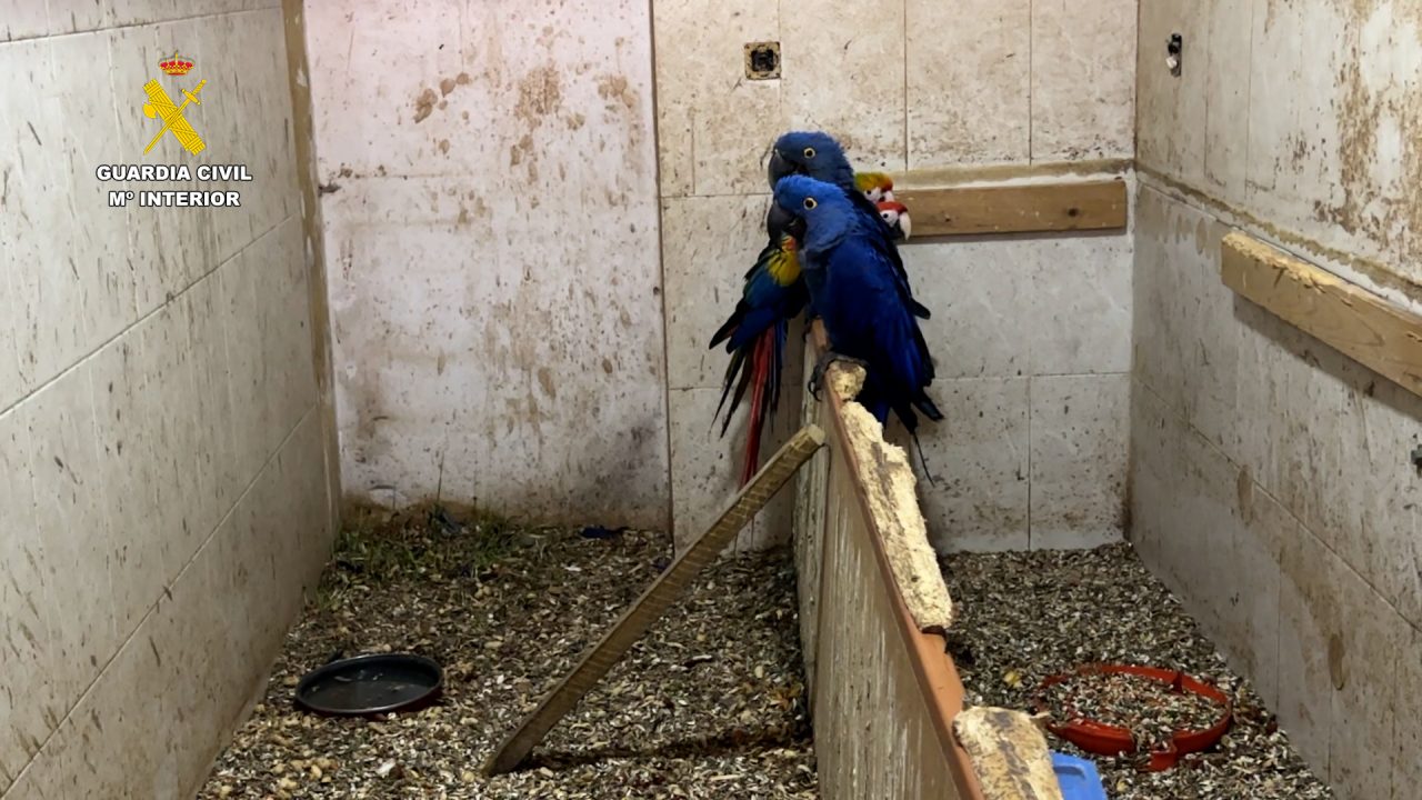 Confiscan 500 ejemplares de especies en peligro de extinción en una casa en Cádiz